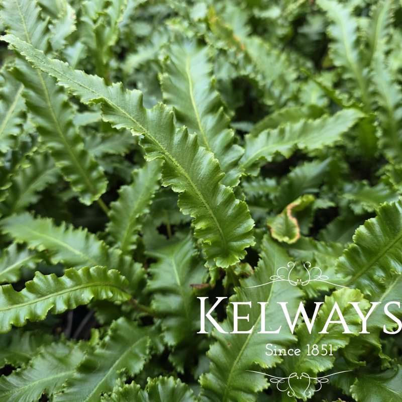 Asplenium scolopendrium 'Angustatum' (2 litre pot)