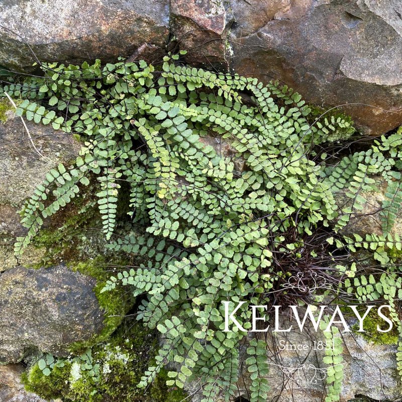 Asplenium trichomanes