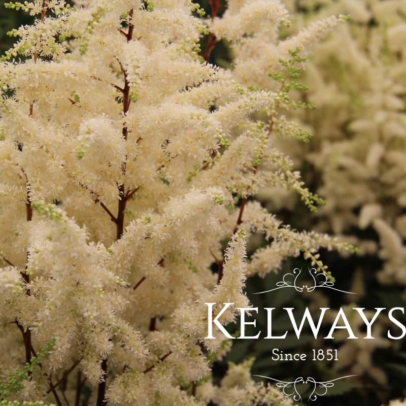 Astilbe 'Ellie' (x arendsii)