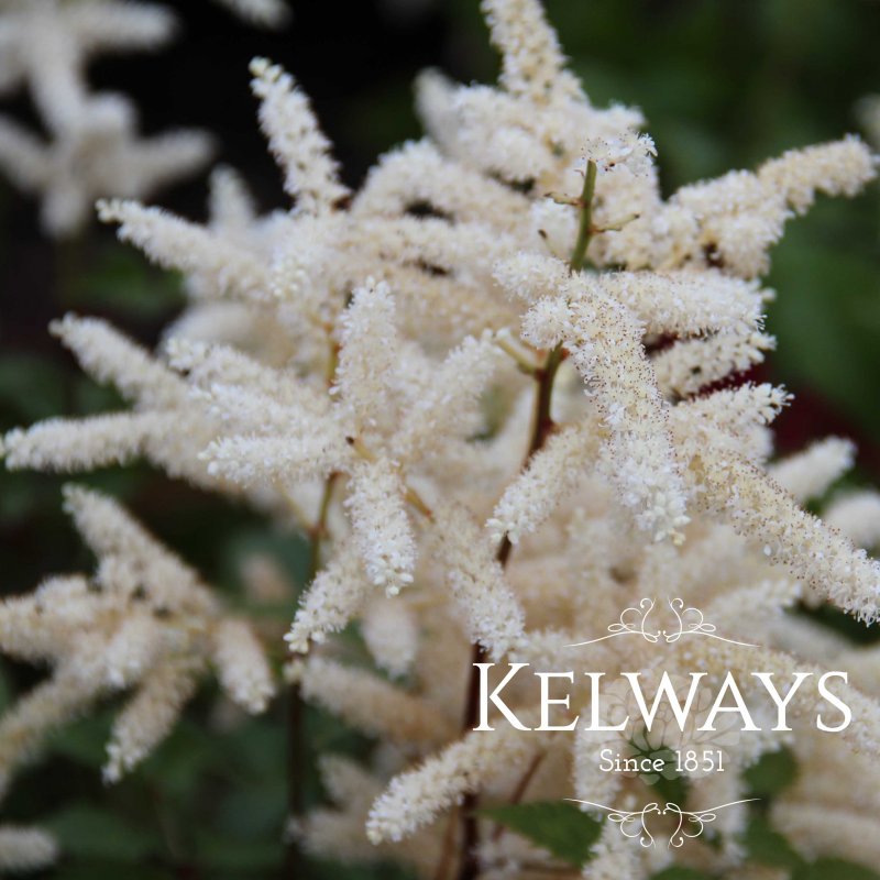 Astilbe 'Washington' (japonica hybrid)