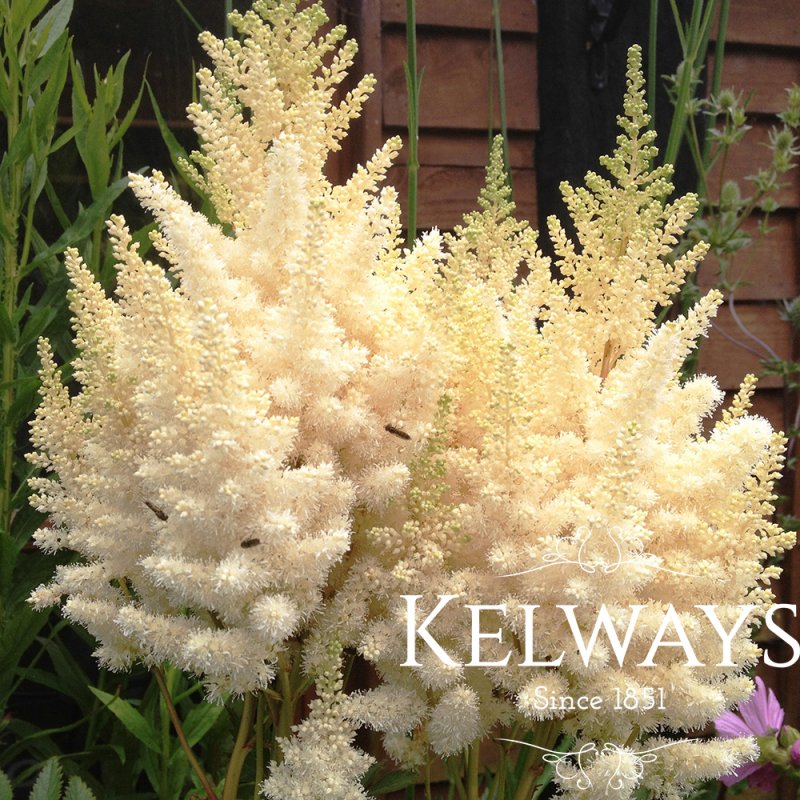 Astilbe 'Weisse Gloria' (x arendsii)