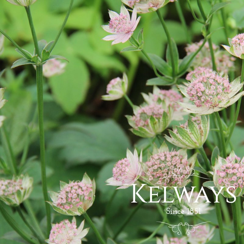 Astrantia 'Buckland'