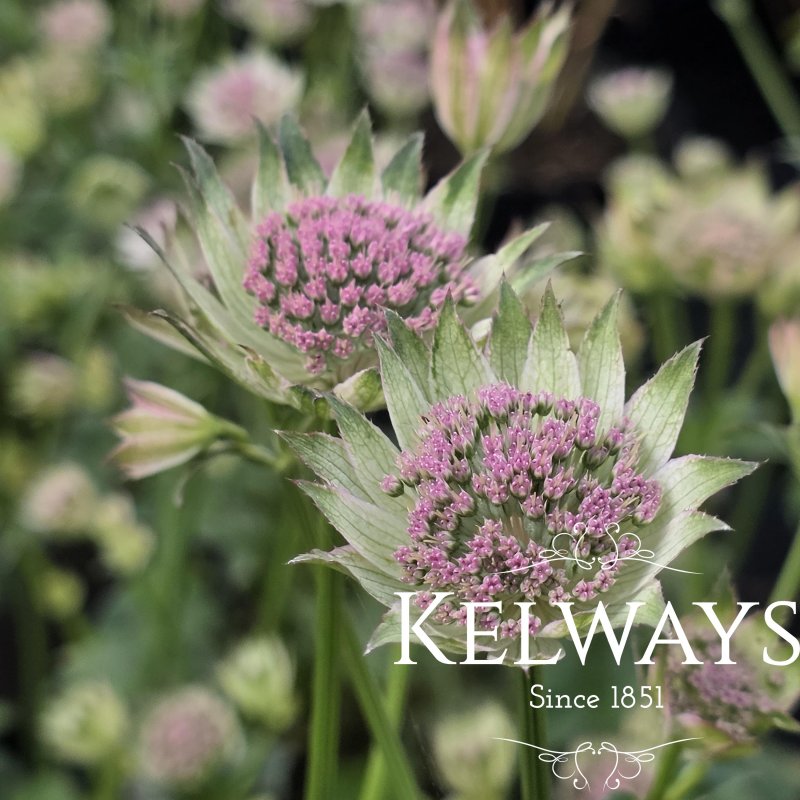 Astrantia 'Buckland' (2 litre pot)