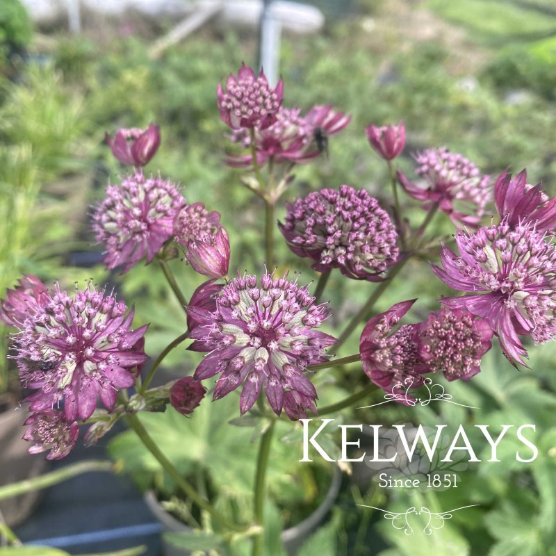 Astrantia major 'Abbey Road'