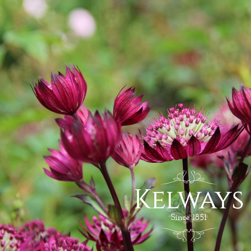 Astrantia major 'Claret'