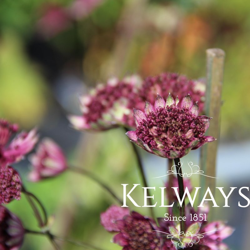 Astrantia 'Hadspen Blood'