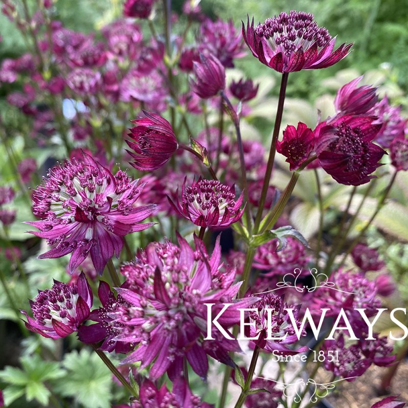 Astrantia major 'Ruby Wedding'