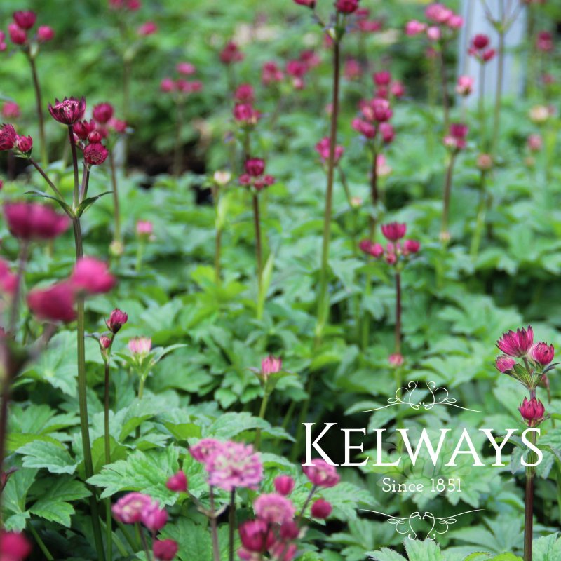 Astrantia major 'Star of Beauty'