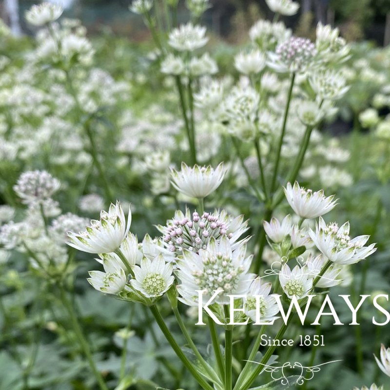 Astrantia major 'Star of Billion'