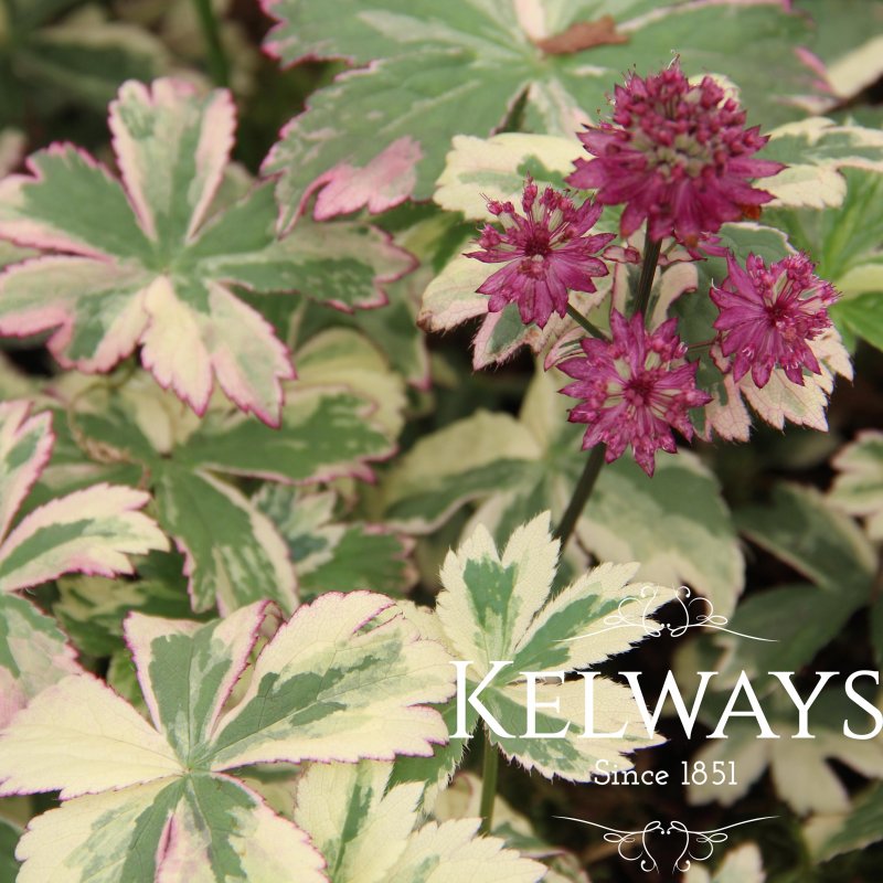 Astrantia major 'Star of Magic' PBR (v)