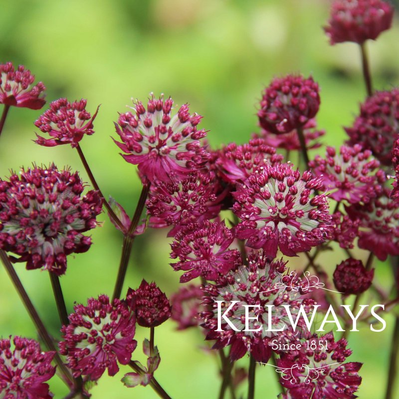 Astrantia 'Moulin Rouge'