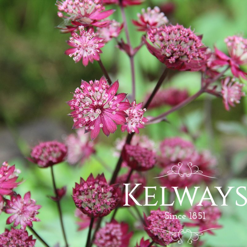 Astrantia major 'Star of Love'