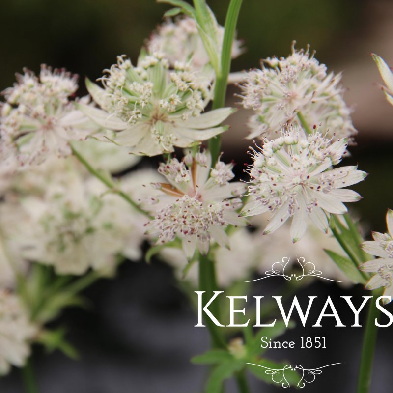 Astrantia 'Superstar' PBR