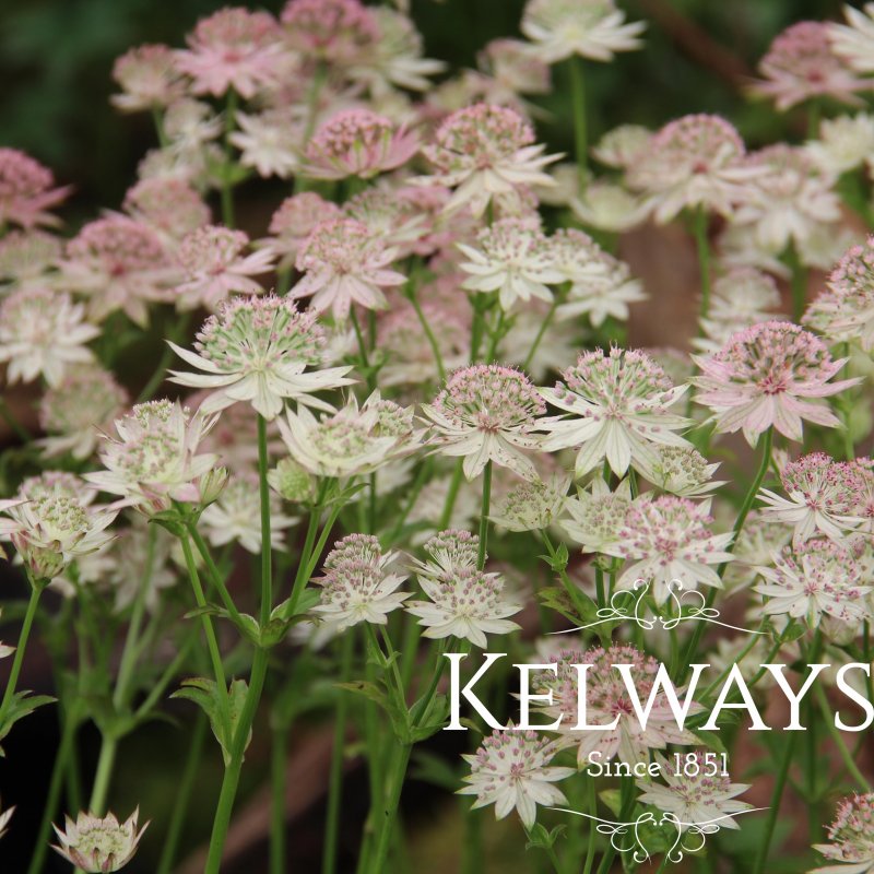 Astrantia 'Warren Hills'
