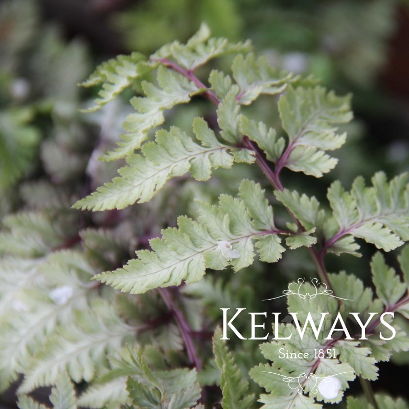 Athyrium niponicum 'Red Beauty'