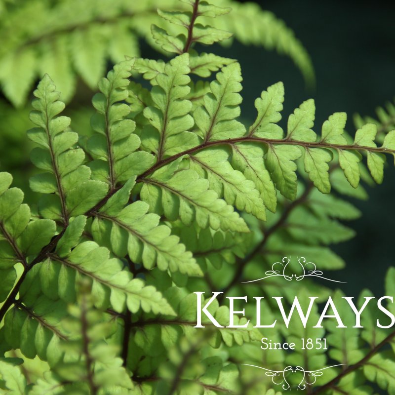 Athyrium otophorum var. okanum