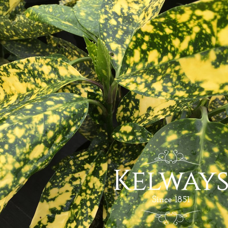 Aucuba japonica 'Crotonifolia' (f/v)