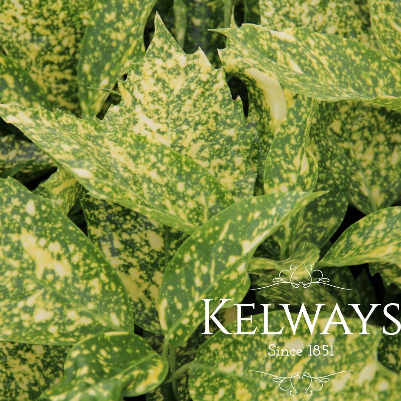 Aucuba japonica 'Golden Spangles' (f/v)