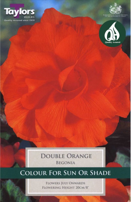 Taylors Bulbs Begonia Double Orange (3 tubers)