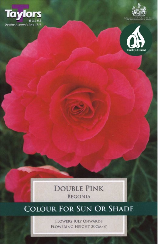 Taylors Bulbs Begonia Double Pink (3 tubers)