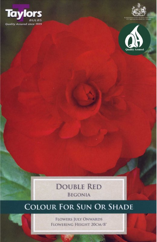 Taylors Bulbs Begonia Double Red (3 tubers)