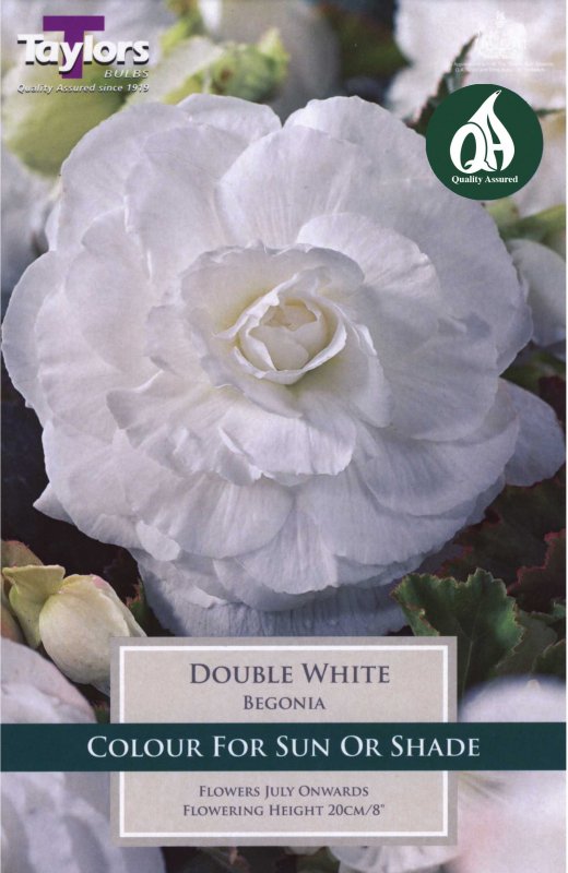Taylors Bulbs Begonia Double White (3 tubers)