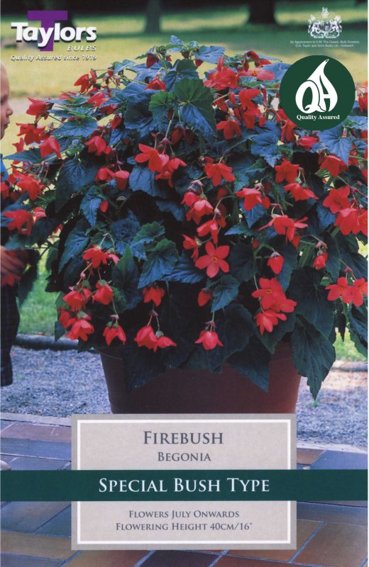 Taylors Bulbs Begonia Firebush (2 tubers)