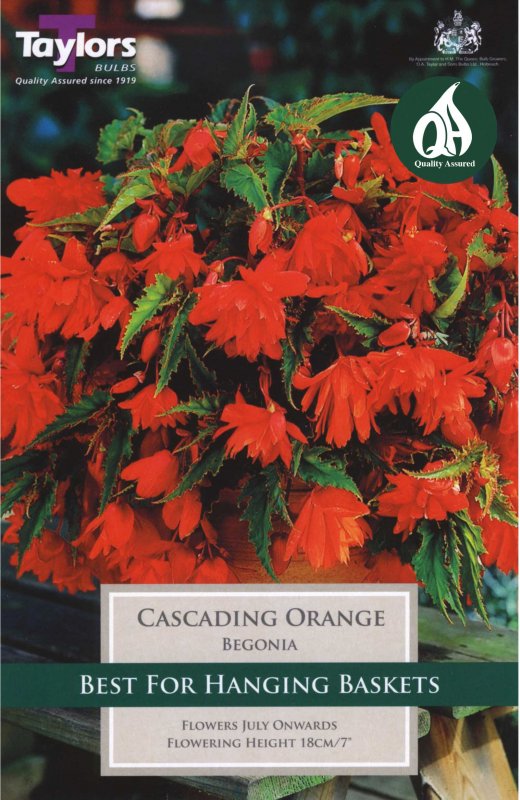 Taylors Bulbs Begonia Cascading Orange (3 tubers)