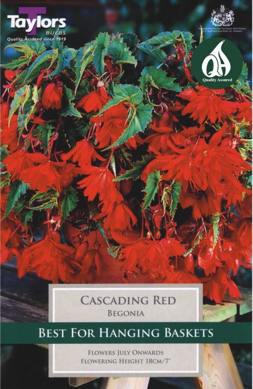 Taylors Bulbs Begonia Cascading Red (3 tubers)