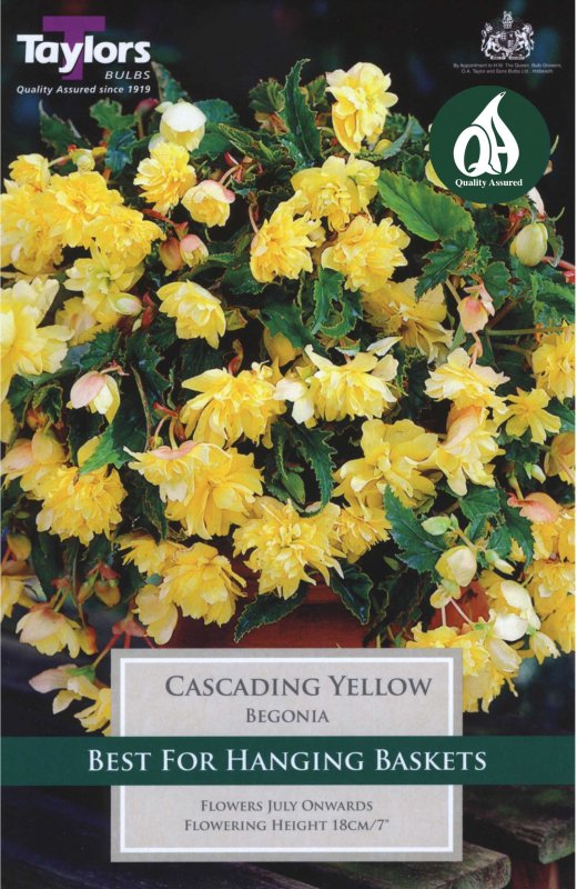 Taylors Bulbs Begonia Cascading Yellow (3 tubers)