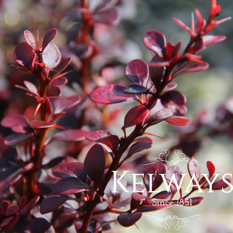 Berberis thunbergii f. atropurpurea 'Dart's Red Lady'