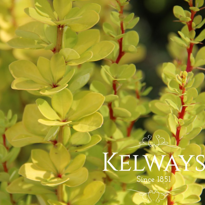 Berberis thunbergii 'Golden Torch'
