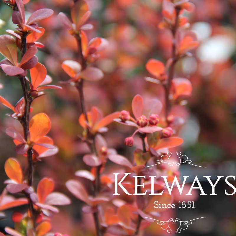 Berberis thunbergii 'Orange Rocket' PBR