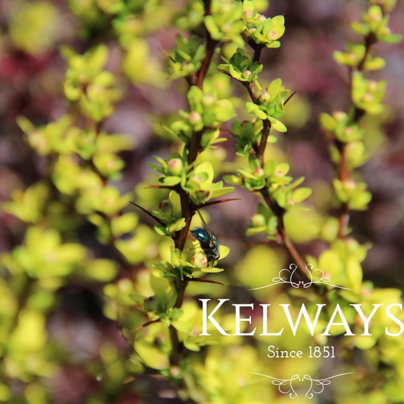 Berberis thunbergii 'Pow-wow'