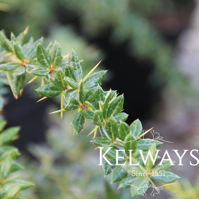 Berberis x frikartii 'Telstar'