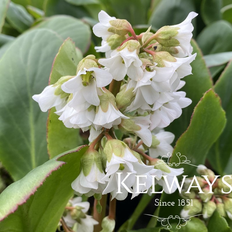 Bergenia 'Bressingham White'