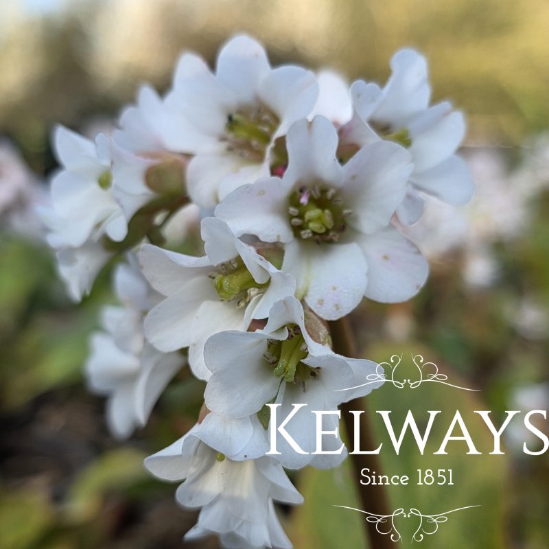 Bergenia 'Bressingham White' (2 litre pot)