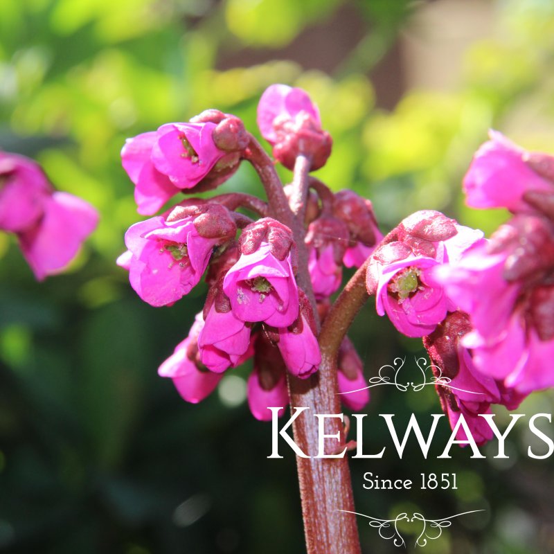 Bergenia cordifolia 'Vinterglod'