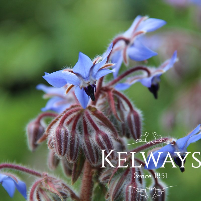 Borago officinalis