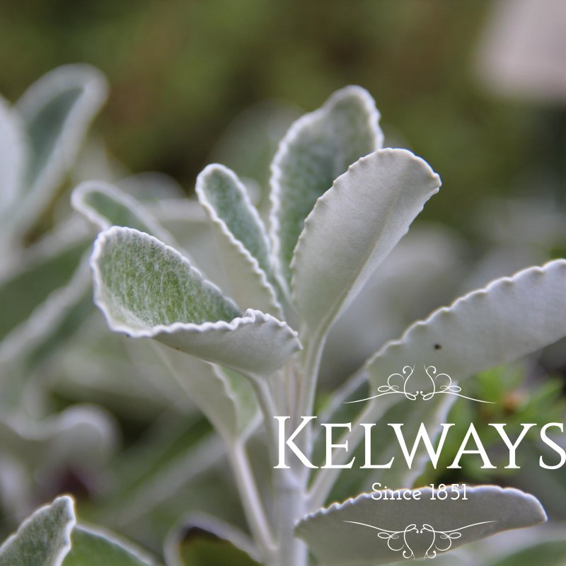 Brachyglottis (Dunedin Group) 'Drysdale'