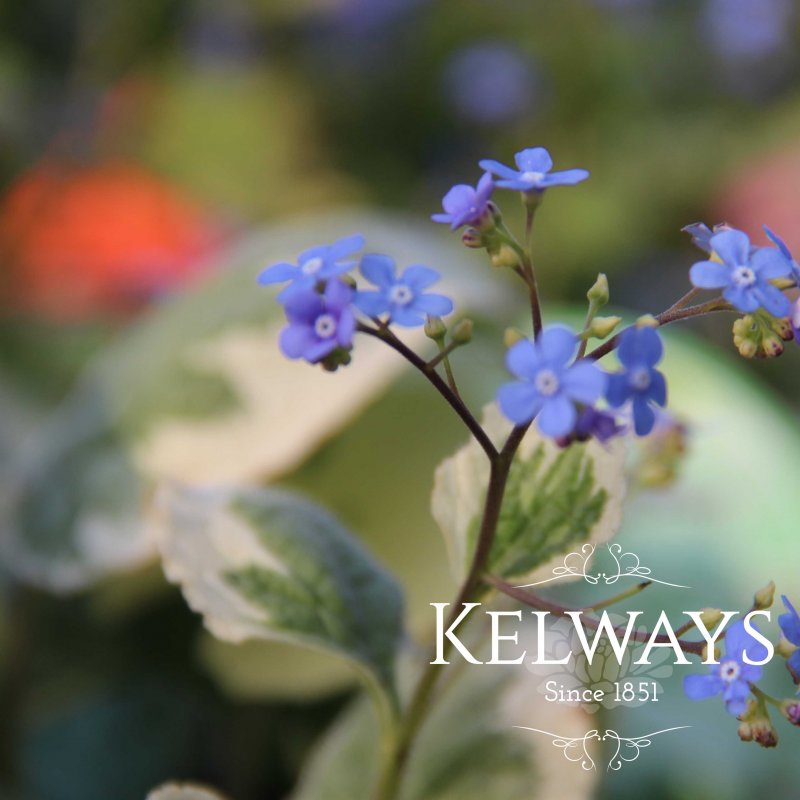 Brunnera macrophylla 'Dawson's White'
