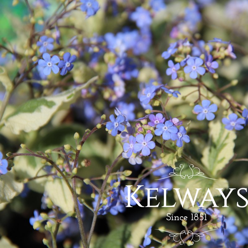 Brunnera macrophylla 'Hadspen Cream' (v)