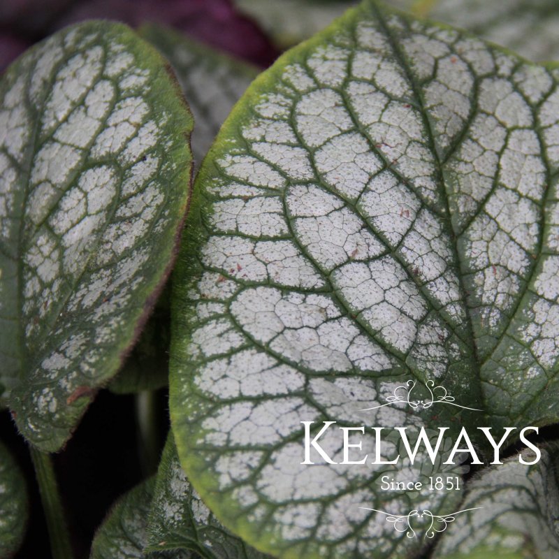 Brunnera macrophylla 'Jack Frost'