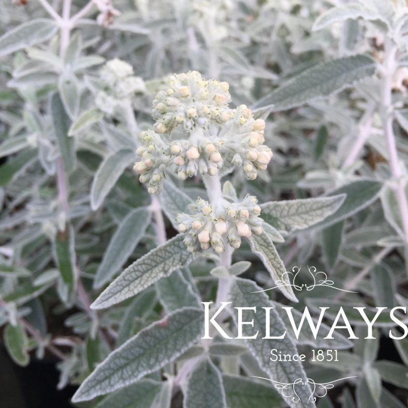 Buddleja 'Morning Mist' PBR