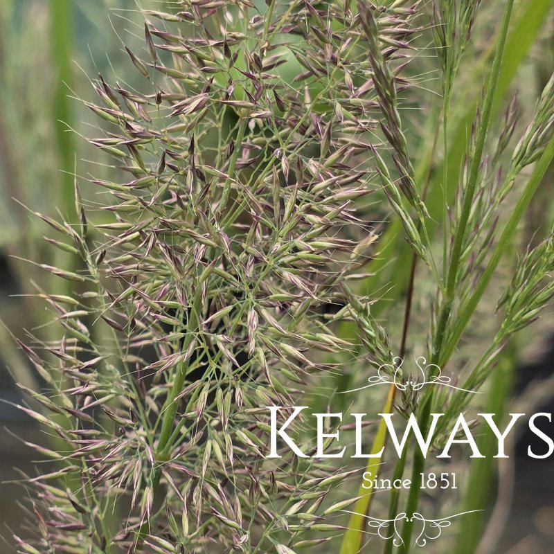 Calamagrostis brachytricha