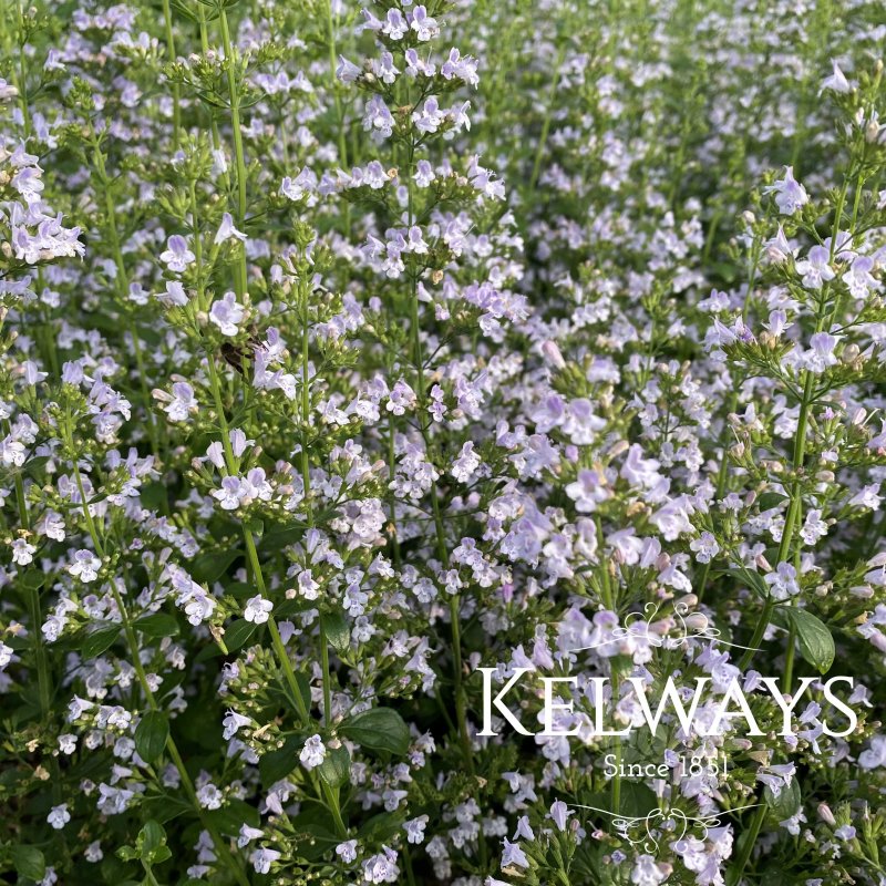 Calamintha nepeta