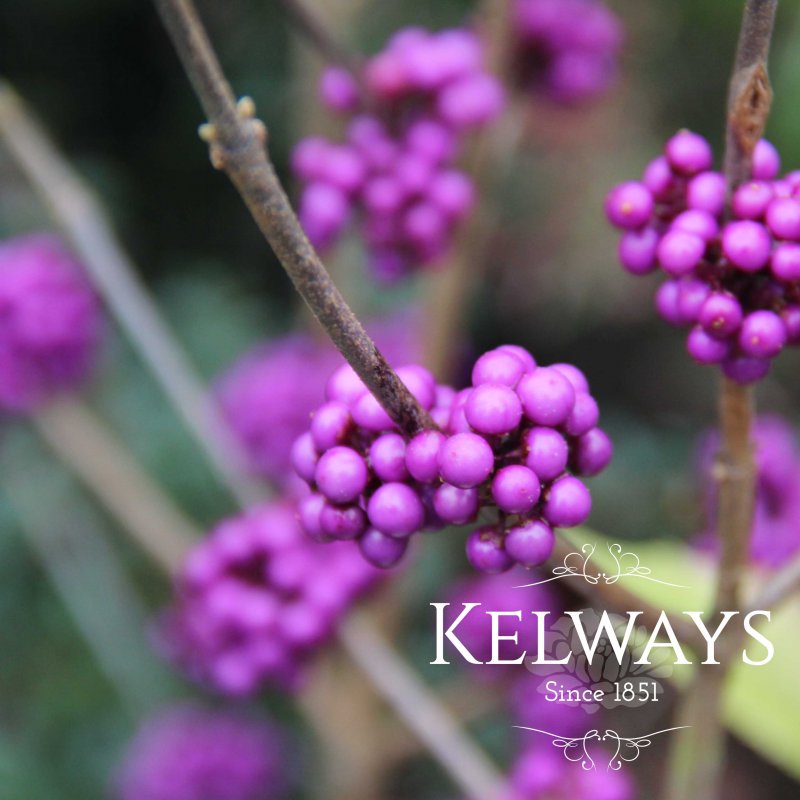 Callicarpa bodinieri var. giraldii 'Profusion'