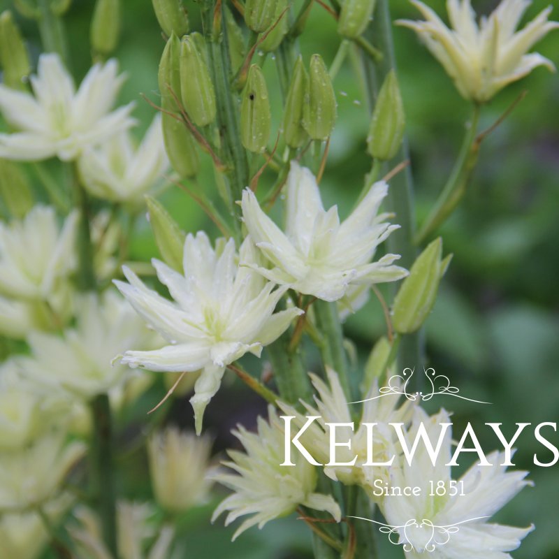 Camassia leichtlinii 'Semiplena'