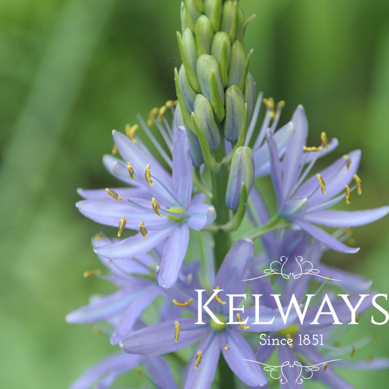 Camassia leichtlinii subsp. suksdorfii Caerulea Group