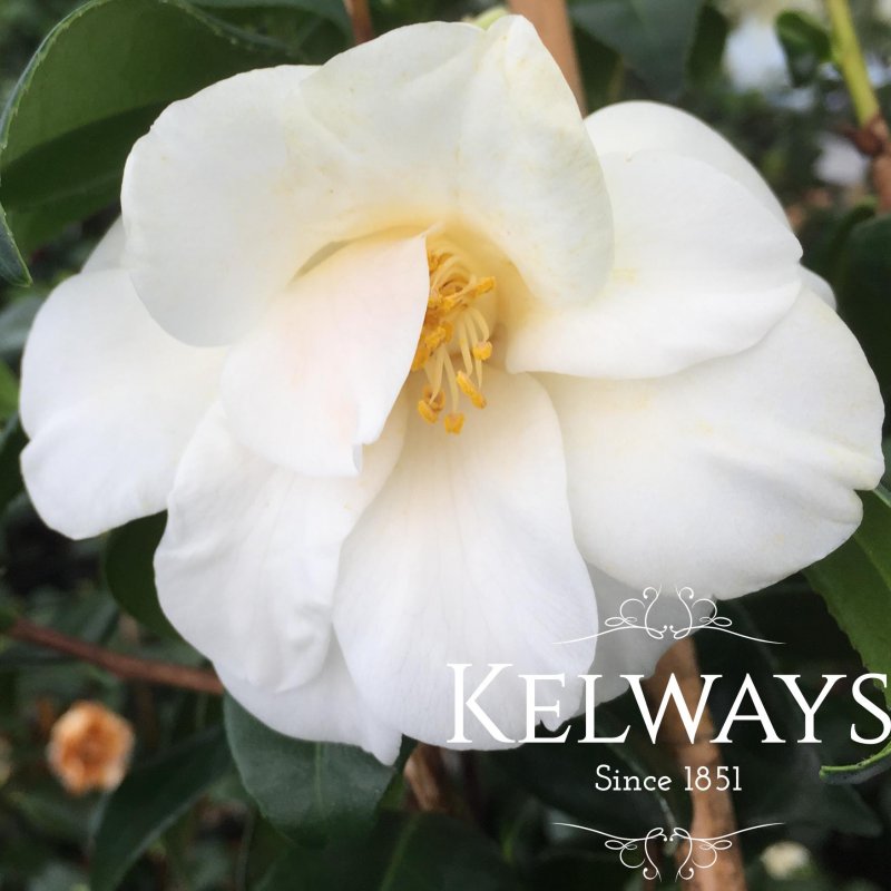 Camellia japonica 'White Swan'